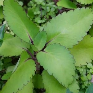 Tameawu leaf 