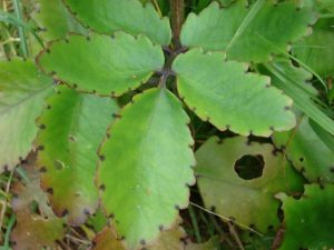 Tameawu leaf