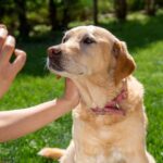 Pet Insurance: Cost and How it Works