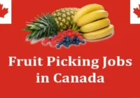 Fruit Packer and Picker Jobs in Canada for Foreigners